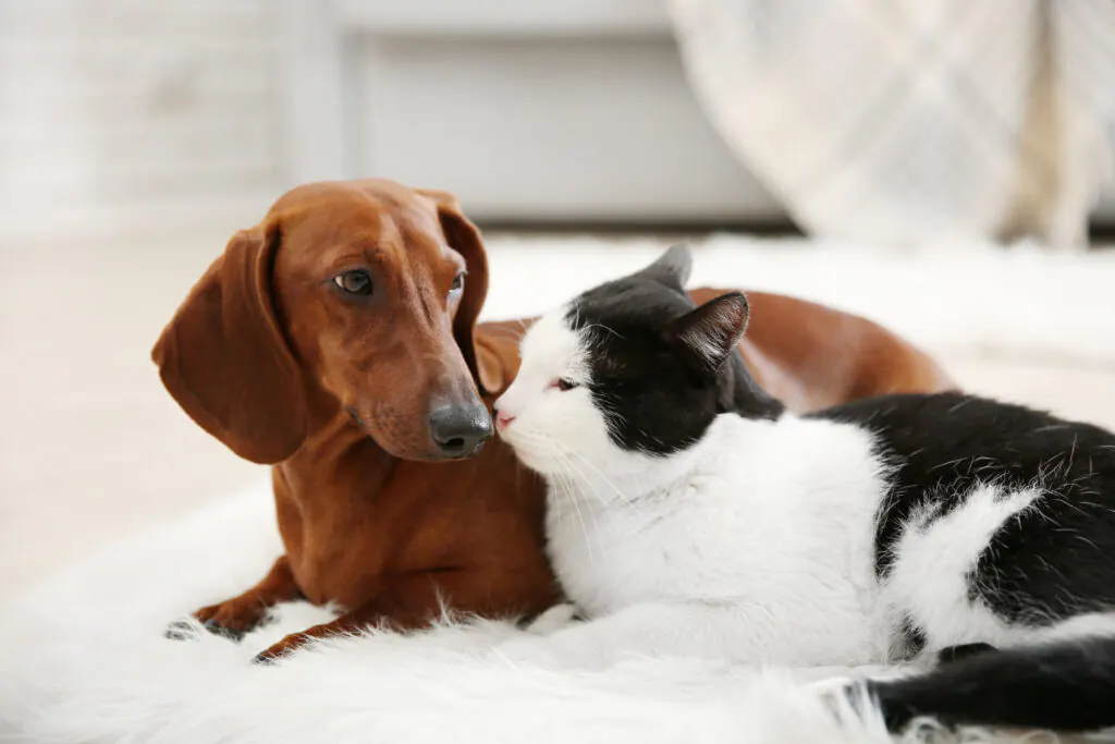 Cat and dachshund relaxing together in a pet-friendly home